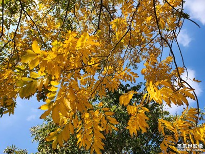 【秋去冬來(lái)】+初冬隨手拍