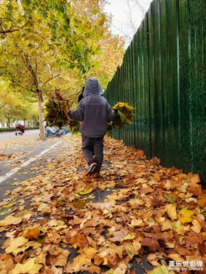 【秋去冬來】+落葉之秋