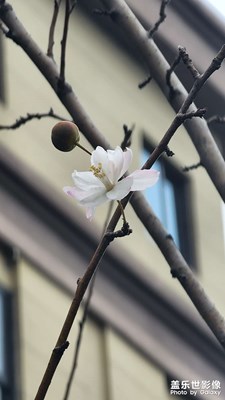 一枝獨(dú)秀