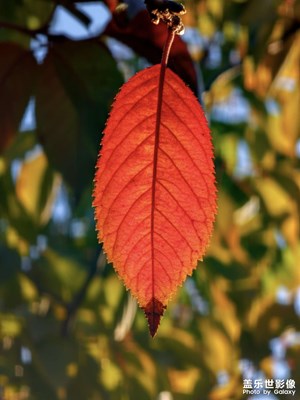 【初冬的景象】葉