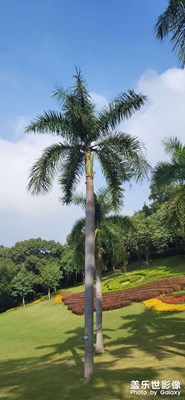 天花板級(jí)別的照片