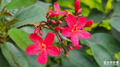 下午好大家今天的小花長得漂亮嗎