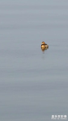 白河生靈寫生……