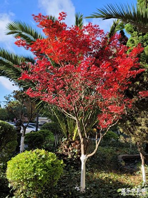 紅葉
