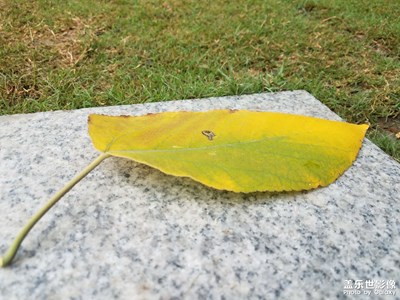 【初冬的景象】+?小雨后