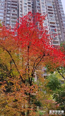 【初冬的景象】+?今日小雪