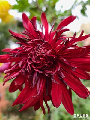 【生活的色彩】秋菊開(kāi)在初冬時(shí)