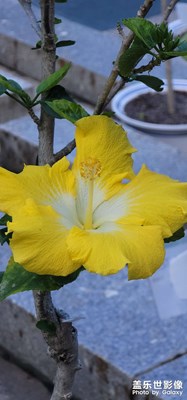 菜雞拍照