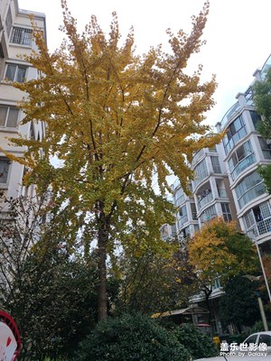 銀杏樹