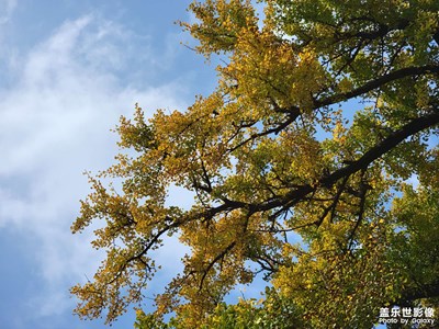 【天光凈影】+古樹(shù)公園