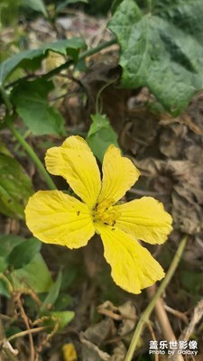路邊花