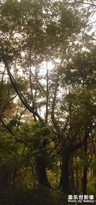 菜雞拍照