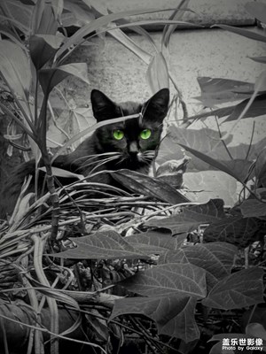 【生活隨拍】+隨手拍