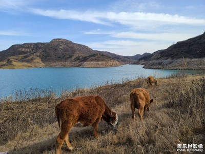 【難忘2022】牛年留念