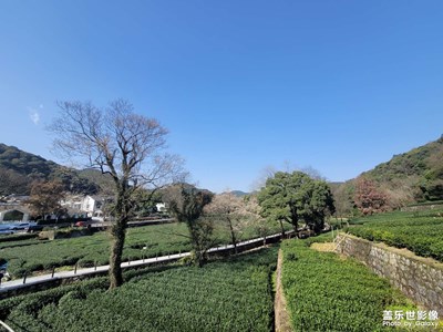 杭州梅家塢清風茶莊