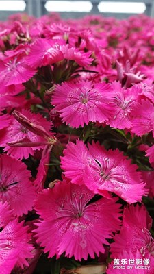 【難忘2022】+

最美石竹花