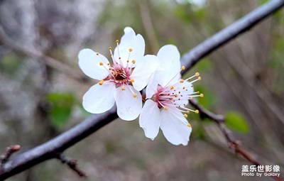 【難忘2022】+春花