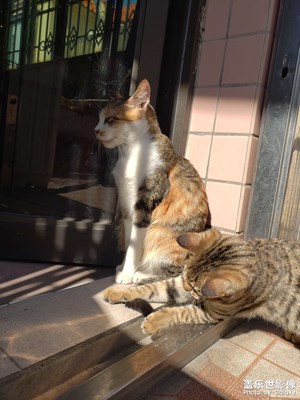 【難忘2022】愛寵陪伴