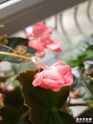 【喜迎新年】+  秋海棠