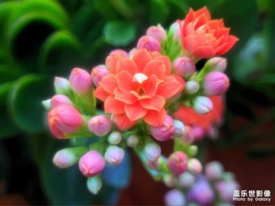 【新年好】+紅紅火火