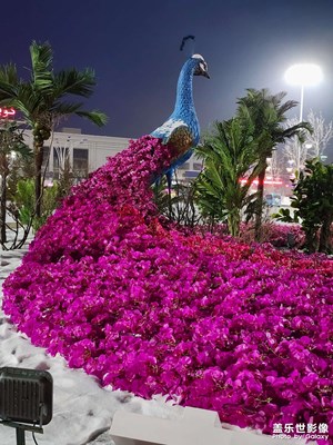 【新年好】+  孔雀呈祥