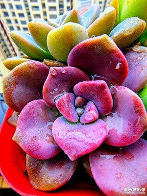 【新年好】+花10塊錢買的好心情