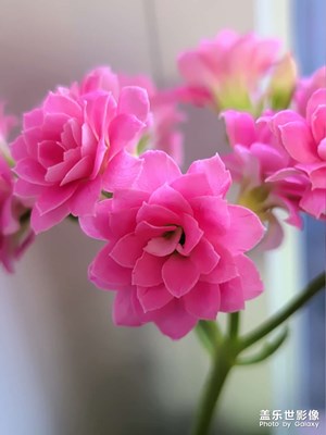 【新年好】+花開富貴