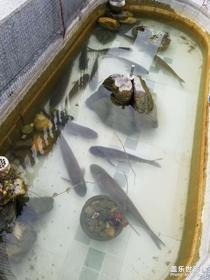 【新年快樂】 回家過年