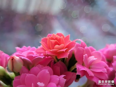 【過大年】+花開富貴