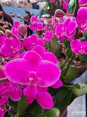 【新年快樂】節(jié)前逛花市