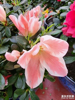 【新年快樂】年前逛花市（二）