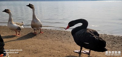 瞧，這一群大鵝