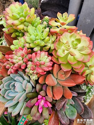 【新年快樂】花市