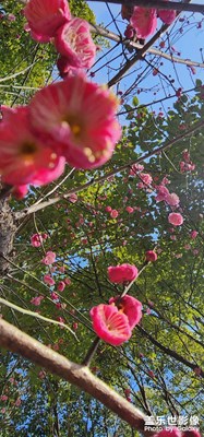 花開