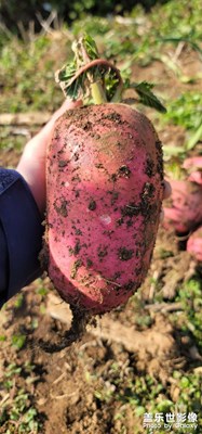 日常隨拍之（菜園豐收）