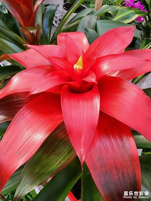 【新年快樂】花好月圓