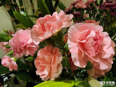 【時光靜好】插花