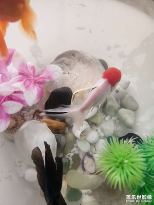 【時光靜好】+魚兒