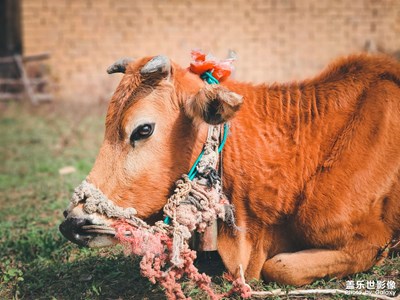 鄉(xiāng)間隨手拍