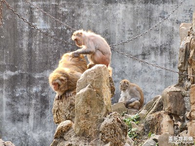 心情好，來看看花果山的猴哥