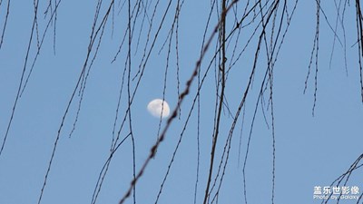 日常隨拍之（月柳）