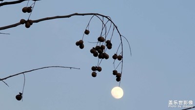 日常隨拍之（月亮燈）