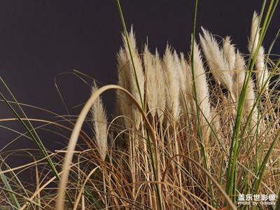 日常隨拍之（夜拍模式）