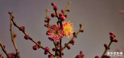 夜拍模式之（桃花為誰紅）