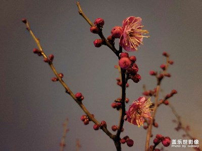 夜拍模式之（春風化雨桃花紅）