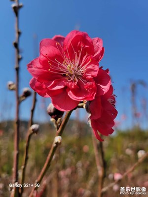 花開不敗，清香自來