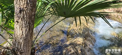 日常隨拍之(春水向東流)