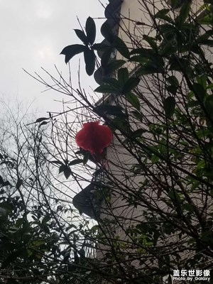 【靜美時(shí)分】+喜氣洋洋