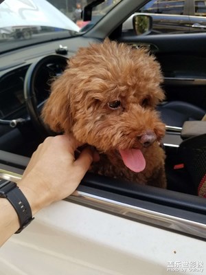 【碎片日常】 日常擼狗