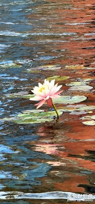 蓮花 